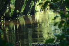 Fragment rzeki Czernica