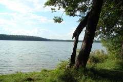 Jezioro i na pierwszym planie drzewo
