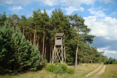 Las przy polnej drodze. Przed lasem ambona myśliwska